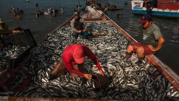 Sardine fishermen unload the catch of the day in Guaca, Venezuela.