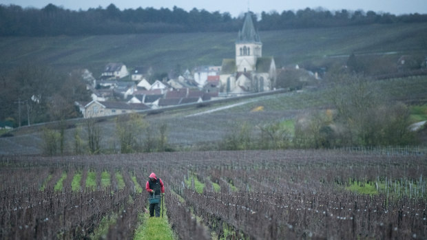 A vineyard below the Ville-Dommange commune in the Montagne de Reims region of France.