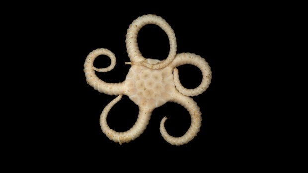 A brittle star: These creatures are rapidly evolving.