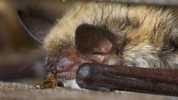 Bats were thought to be the first hosts of bedbugs, but new research shows that the parasites evolved about 50 million years earlier than bats. 