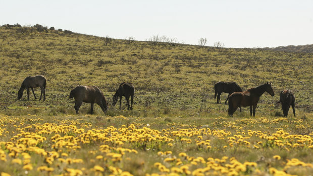 Feral horses at Long Plain near Kiandra in the Kosciuszko National Park, NSW. 