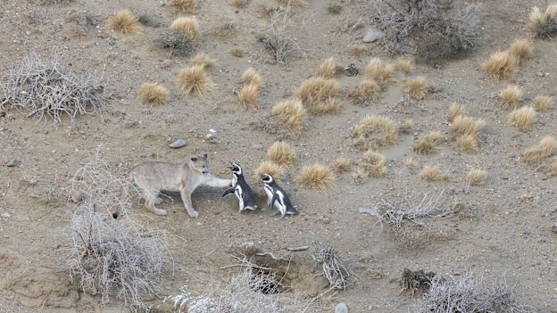 The abundance of Magellanic penguins brought about the highest density of pumas ever recorded at a single site, researchers discovered.
