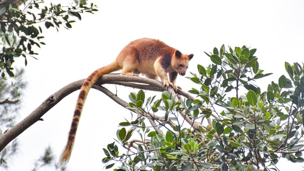 With no monkeys or lemurs as competition, the tree kangaroo evolved.