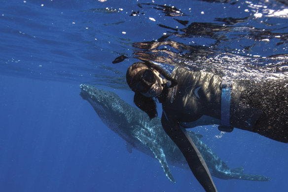 A young humpback whale calf the size of a car swims behind Vanessa Pirotta.