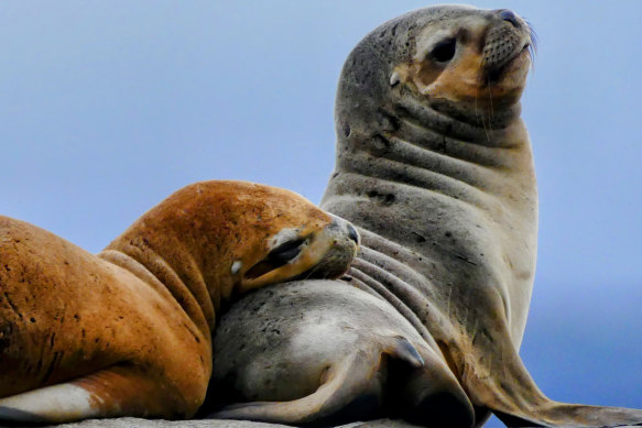 Sea lion pups in Patagonia.