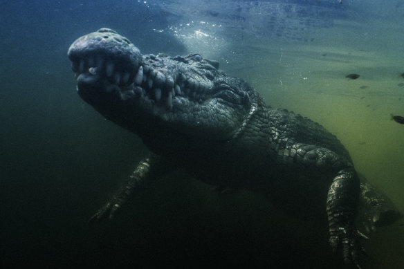 What a croc: The underwater footage is spectacular, but the croc almost stole the show - literally.