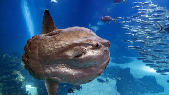 The unusual-looking sunfish.