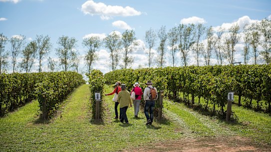 Exploring Balmoral Vineyard during Orange FOOD week.