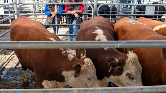 Cattle farmers have reacted angrily to US tariffs on Australian beef.