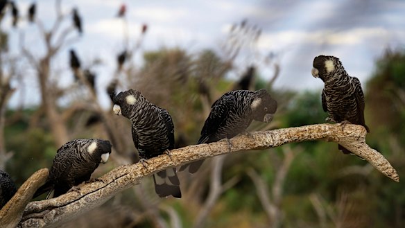 Carnaby’s black cockatoos near a pine plantation in Perth.