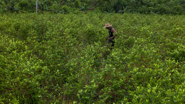 Colombia is facing a new problem: too much cocaine