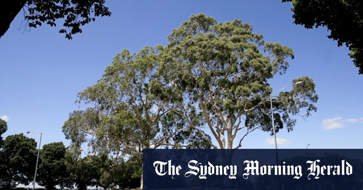 Melbourne's best trees: Age readers share their favourites - Vimarsana News