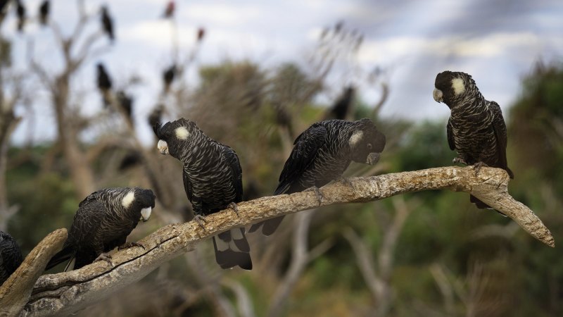 Watchdog call on Gnangara pines could strike ‘killer blow’ to cockatoos