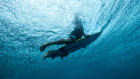 NSW looks set to introduce a rebate scheme for personal shark deterrent devices used by surfers and divers.