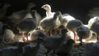 Bird flu worries are on the rise.