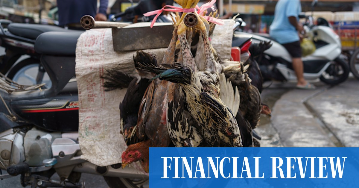 The disease detectives trying to keep the world safe from bird flu - Vimarsana News