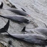 Dead dolphins wash ashore in Mauritius after oil spill