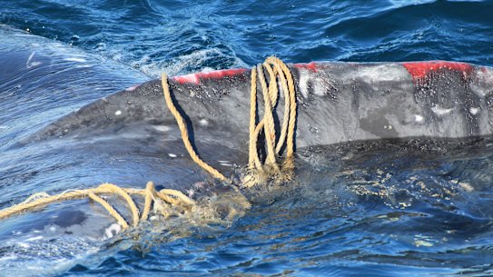 Humpback whale tangled off Bondi Beach