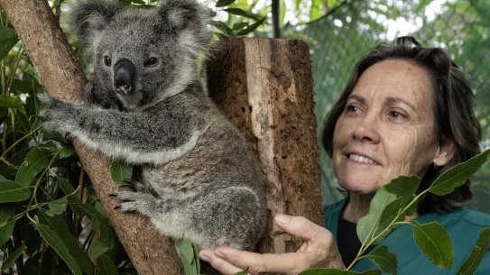 Liz McLeod, care co-ordinator at the Friends of the Koala rehabilitation centre, with Troppo, a 10-month-old joey found at the base of a tree.