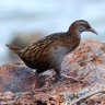 The weka, a flightless bird native to New Zealand, is a protected species.