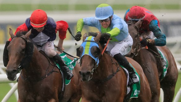 Positive Peace wins the Nivison at Randwick last month.