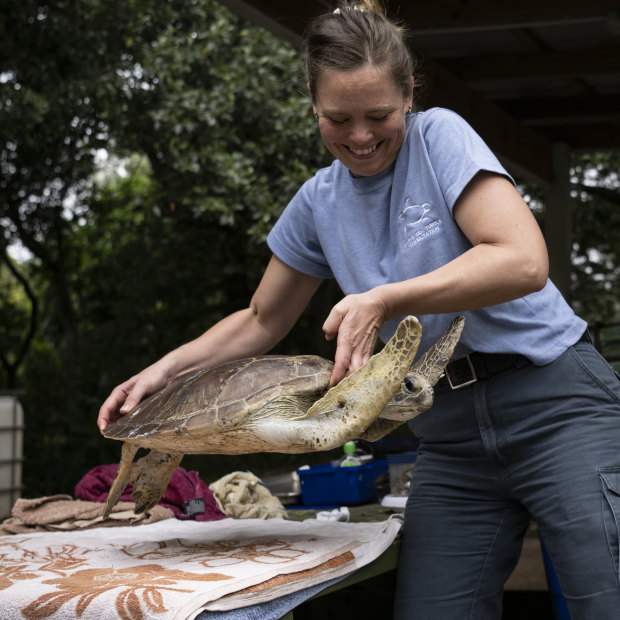 Hannah Taylor, a Marine Park project officer on Norfolk Island, is nursing Doris back to health.