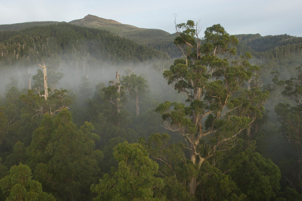 The Styx Valley in southern  Tasmania. Without climate action
by 2030, “we walk into a world in which you have this cascade of tipping points of many different ecosystems,” says former UN 
climate chief Christiana Figueres.