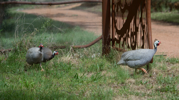 Guinea fowl are also used at the winery.