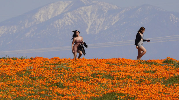 Two women walk through poppy fields during the coronavirus pandemic as snow-covered mountains sit in the background in Lancaster, California.