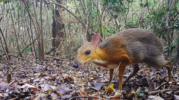 The diminutive silver-backed chevrotain has been rediscovered by researchers after being feared extinct for 30 years. 
