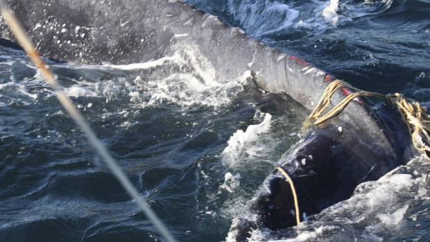 The whale was found in waters off Bondi tangled in ropes, with deep wounds on its tail. 