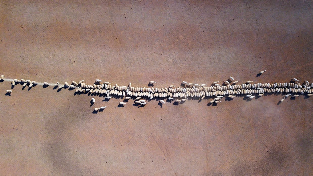 Sheeps eat grain dropped in a drought-effected paddock on a property located on the outskirts of Tamworth.