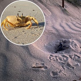 ECU and DBCA research has exposed how WA’s endemic golden ghost crab is preventing endangered loggerhead turtle hatchlings from ever making it to the ocean.