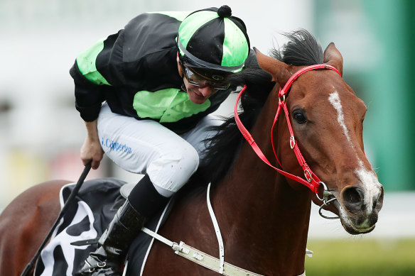 Stockman will use an old fashion preparation for the Melbourne Cup but with a Sydney twist.