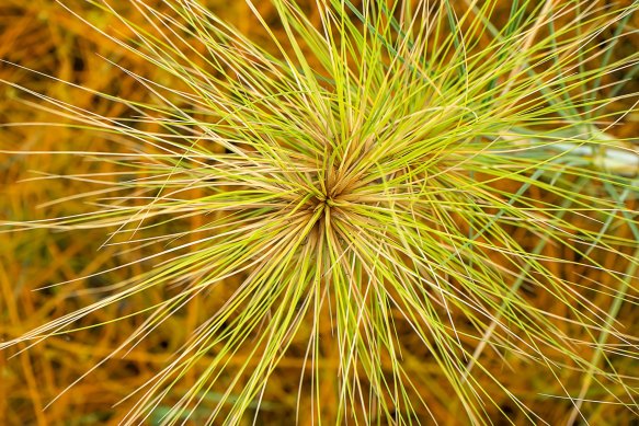 Spinifex’s remarkable properties have long been known to local First Nations communities, who use the grass to make shelters and beds, and its plastic-like resin as glue for spear-points.