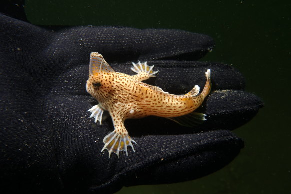 There are fewer than 3000 spotted handfish.