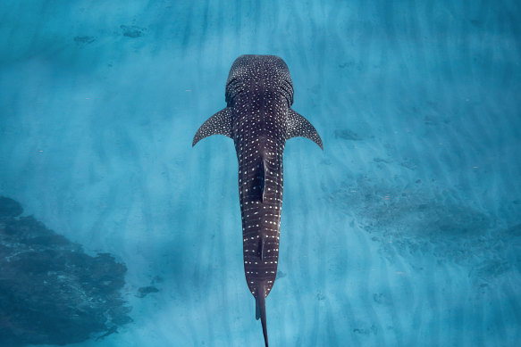 The area is known for its whale sharks.