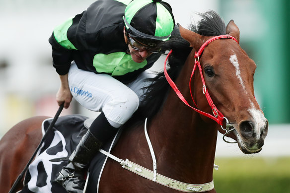 Stayer Stockman has been kept fresh by Joe Pride for a crack at the Villiers Stakes.