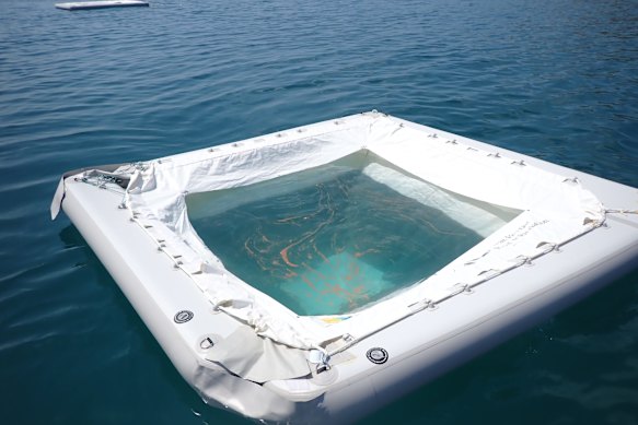 Os óvulos e espermatozoides dos corais são coletados em piscinas flutuantes para ajudar a aumentar as chances de formação de larvas.