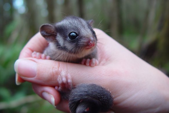 Forests in the Central Highlands are home to the critically endangered Leadbeater’s possum.