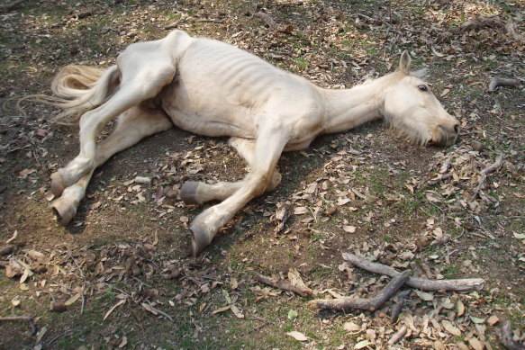 Drought and bushfires have hammered the Guy Fawkes National Park in northern NSW, forcing animals including this feral horse to the brink.