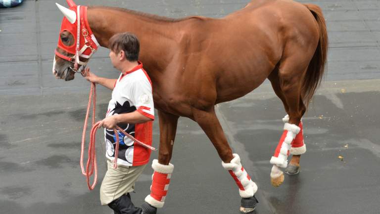 Chestnut Coat takes his first steps in Australia.