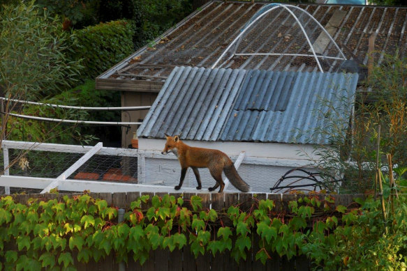 A brazen fox walks across a chook run in Ainslie.