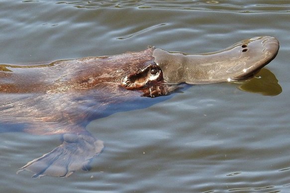 The bill of the platypus can detect the electrical impulses emitted by water bugs. A platypus devours a quarter of its own weight in water bugs every day.