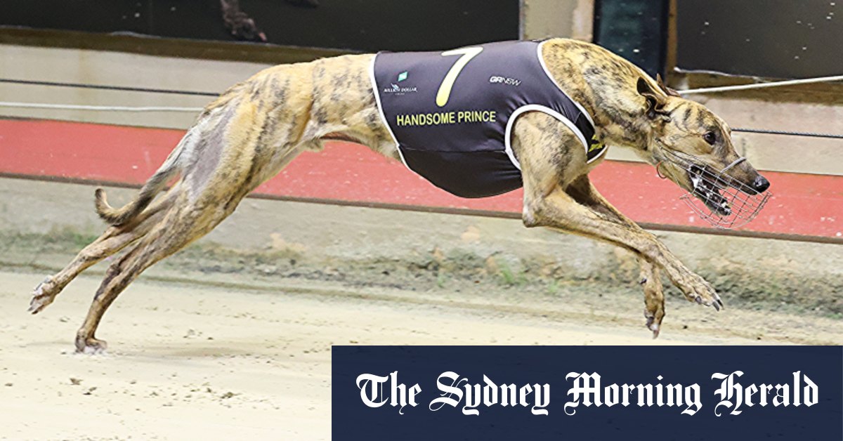 australian greyhound sales
