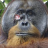 Rakus, a wild male Sumatran orangutan two days before he applied chewed leaves from a medicinal plant to his wound, left, and two months after, when his facial wound was barely visible. 