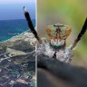 A sprawling Perth housing estate means peacock spider faces certain death