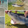 Shark fishers at swimming beaches in Kwinana, south of Perth, leave body parts behind after they are finished.