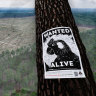 The last stand: Perth to save 1800ha of its pines. Will it be enough?