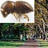 The shot hole borer has already caused thousands of trees to be felled.
